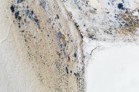 Best Environmental Consulting for Mold Prevention  in Syracuse, NY